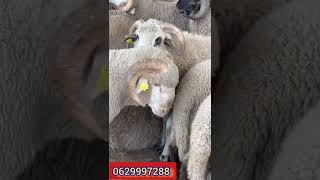 الخروف الروماني 🐏🐏🐏 المستورد للبيع اسواقالمواشي الاسباني تربيةالغنمفياسبانياtoledo [upl. by Kev]