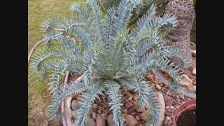 Cycads  Encephalartos in South Africa [upl. by Stock431]