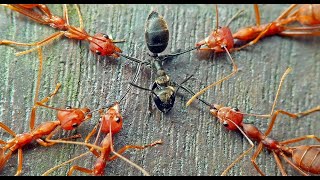 Krieg der Ameisen Natur im Wald  Doku Deutsch [upl. by Ailem]