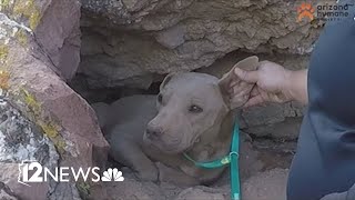 Injured dehydrated dog rescued on Lookout Mountain [upl. by Hsemar]