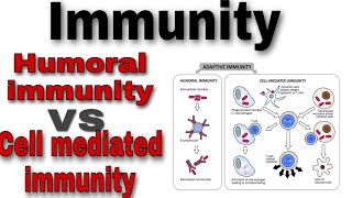 Immunity and its types Humoral immunity and cell mediated immunity [upl. by Lledor]