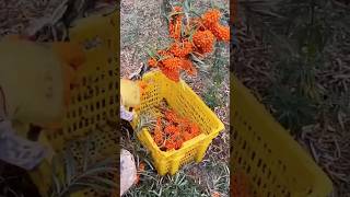 Fresh sea buckthorn fruit picking process [upl. by Ahsenrat169]