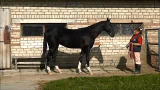 Akhalteke colt Sevan 2010  For sale [upl. by Lihas]