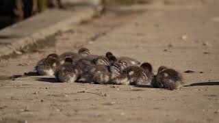 Adorable Baby Ducks Taking In The Sun [upl. by Ahsirek115]