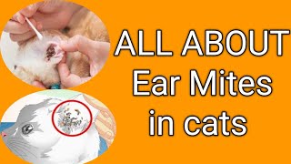 Ear mites in catsEar infection in catEar infection in cat home treatment Dr Majid iqbal [upl. by Onimod]