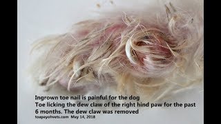 A 9yearold Shih Tzu had a very painful right hind paw  ingrown toe nail [upl. by Daveta]