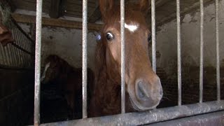 Missstände auf einem Pferdehof Einsatz für die Tierschützer  SPIEGEL TV [upl. by Ariek]