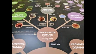 Phylogenetische Systematik Teil 3 Der Stammbaum des Lebens  english subtitles [upl. by Yager]