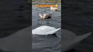 Funny shorts of birdlife in tveiten ToppAnd Diving duck among seagulls and swans [upl. by Atteselrahc]