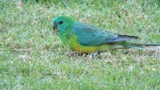 Australian Parrot  Redrumped Parrot [upl. by Zelazny]