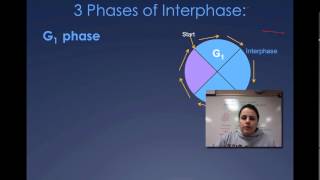 The Cell Cycle Interphase [upl. by Fraser]