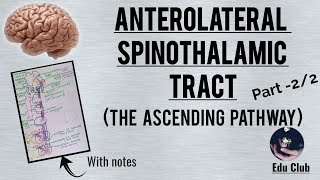 Anterolateral spinothalamic pathway The ascending pathway  Part  22 [upl. by Brandenburg471]