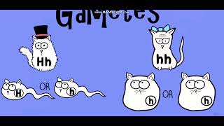 Biology with pinyin through AMOEBA SISTERS  Dihybrid and TwoTrait Crosses [upl. by Pani]