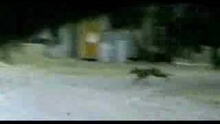 Supossed tasmanian tiger thylacine filmed in 1973 [upl. by Ansley]