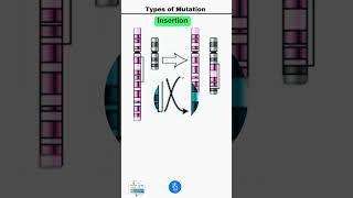 Types of Mutation Deletion Duplication Inversion Insertion and Translocation [upl. by Karita]