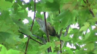 House Wren song slowed down great sound detail [upl. by Annonyw]