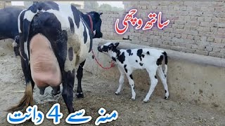 20 kg milk Frzian Jarsi cross cow03065110914 YouTube 3102024 [upl. by Aihsined464]