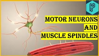 Motor neurons and muscle spindles [upl. by Enelime271]