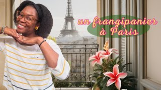 Un frangipanierplumeria à Paris OUI cest possible  🇫🇷 [upl. by Sissel]