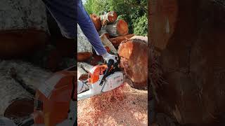 Increíble Motosierra Stihl MS 382 shorts [upl. by Ayama462]