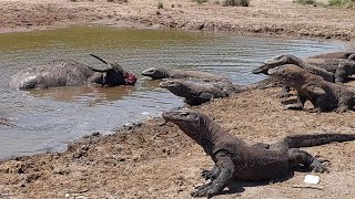 A group of komodo hunting a big buffalo [upl. by Akimal]