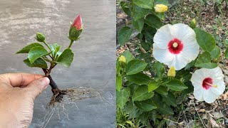 Hibiscus flowers will bloom a lot when knowing about this unique propagation method [upl. by Parthinia314]