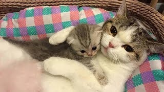 Mother Cat and Cute Kittens  Best Family Cats Comilation 2018 [upl. by Eleanore101]