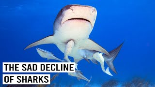 The Struggle To Save Sharks In The Bahamas 4K Documentary [upl. by Lak]