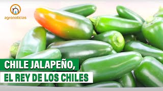 Jalapeño el rey de los chiles [upl. by Asiar]