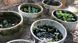 Checking Various Beautiful Bettas At My Bettas’ Farm ✅ [upl. by Aggi546]