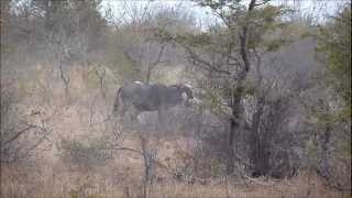 Lions amp Wildebeests hunt amp kill  Kruger National Park  July 2012 [upl. by Det]