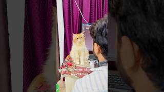 Billu ki acting😳catcomedy viralcat catvideo sajidcat catlover cat billucat funny [upl. by Aible]