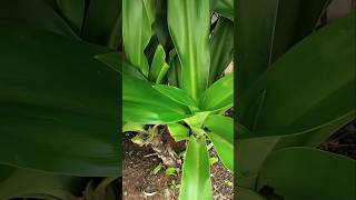 Dracaena Fragrans Plant🌱shorts dracaena plants trending ytshorts song garden short nature [upl. by Etselec4]