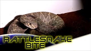 New rattlesnake morph Never been seen before Western diamondback [upl. by Akkina]