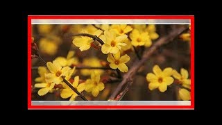 Winterjasmin Tipps für Anbau und Pflege [upl. by Yedarb171]