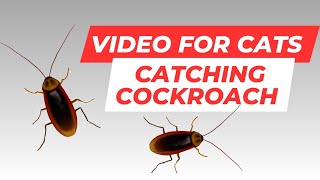 Realistic Cockroaches on Screen Your Cats Favorite Game [upl. by Aihsenad578]