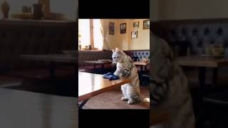 Funny Cat Video cat youtubeshorts ytshorts [upl. by Hayyifas]