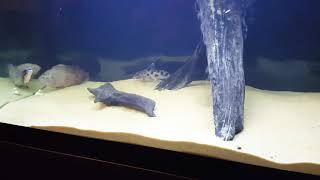 SYNODONTIS DECORUS CATFISH [upl. by Ancell475]