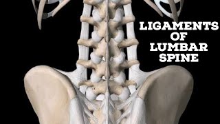 Ligaments of lumbar spine [upl. by Orel]