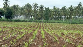 Sugarcane Variety 272  1 month after planting [upl. by Dyolf875]