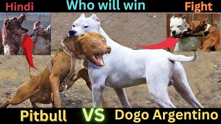 Pitbull vs Dogo Argentino in Hindi  Argentino vs pitbull dog fight  Dog Comparison GSYouTubee [upl. by Devlin]