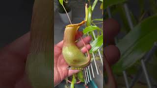 Insect eating pitcher plant Nepenhtes Ventrata pitcherplant [upl. by Aidin]