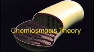 Mitochondria and ATP Synthesis [upl. by Putnem625]