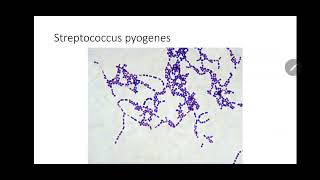 1 URTI and streptococci  MUST 201 [upl. by Ttennaj]