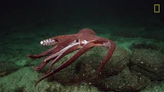 La sepia y el pulpo dos cefalópodos fascinantes  National Geographic España [upl. by Alekram490]