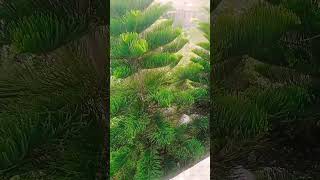 Green parknew videotrending newpost chahe kitna kama lo bande [upl. by Ettennaej]