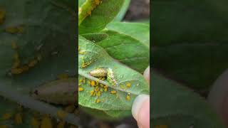 Backyard bug hunt  syrphid fly larvae [upl. by Ayra851]