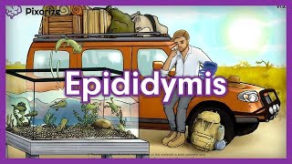 Epididymis Mnemonic for MCAT [upl. by Pena125]