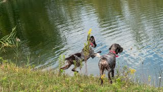 Crate Training Tips for Wirehaired Pointing Griffon Dogs [upl. by Suitangi597]