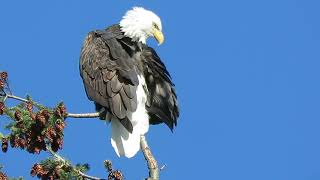 110724 Adult Bald Eagle Tukwila Wa 1825162 [upl. by Akieluz683]